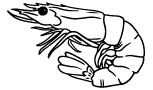 Crustacé